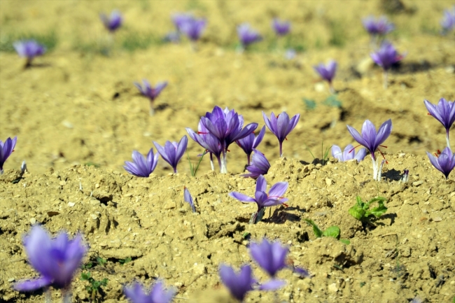 Safranda bu yıl hasat erken başladı
